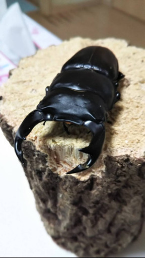 国産オオクワガタ 3ペア 売ります 配送可