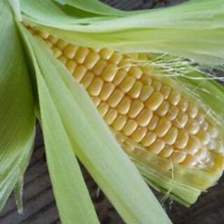 是非子供と食べてみて💕甘くて美味しいお子様のおやつ🌽カット トウ...