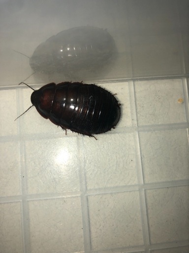 ヨロイモグラゴキブリベビー