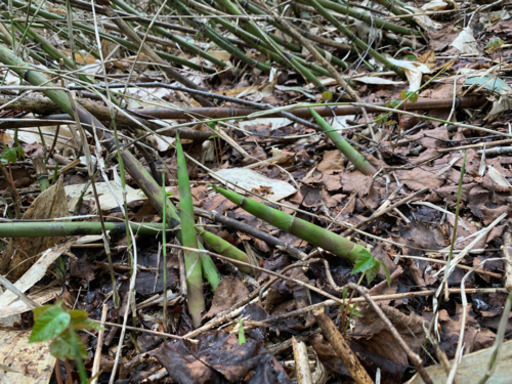 北海道 タケノコ 札幌 中山峠産 2キロ1600円 朝採り直送 まもなく収穫終了 間近 キロ数変更可能 もっち 札幌のその他の中古あげます 譲ります ジモティーで不用品の処分