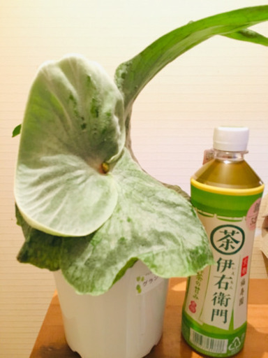 ビカクシダ グランデ ポットごと ジャスミン 西宮のその他の中古あげます 譲ります ジモティーで不用品の処分