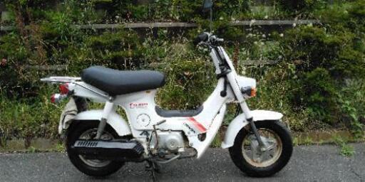 シャリィ50　角目