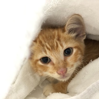 【6/14更新】茶トラ 男の子 生後1ヶ月 足に怪我 保護猫 - 猫