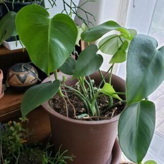 北海道 札幌市の中古観葉植物が無料 格安で買える ジモティー 北海道 札幌市の中古観葉植物が無料 格安で買える ジモティー