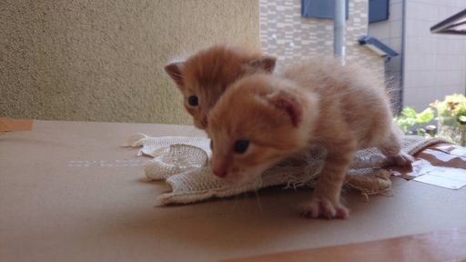 生後2週間くらいの茶トラの赤ちゃん Doux 大阪の猫の里親募集 ジモティー