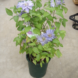 八重咲きクレマチス（早咲き大輪）天塩　　薄紫色　　花終わり　来年用に