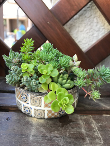 リメイク缶 多肉植物 寄植え