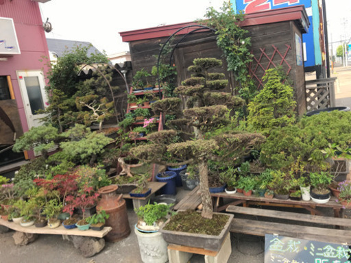 盆栽 ミニ盆栽 ガーデニング用品 ぽけっと 旭川のその他の無料広告 無料掲載の掲示板 ジモティー