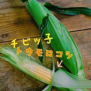 お子様の為のイベント🌽チビッ子トウモロコシ詰め放題