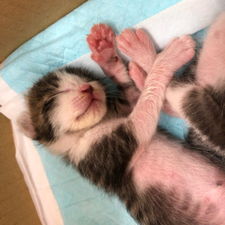 <緊急応募！>捨てられた子猫の里親募集！ − 三重県