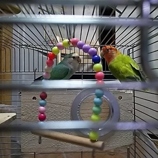 神奈川県のコザクラインコ 里親募集 ジモティー 神奈川県のコザクラインコ 里親募集 ジモティー
