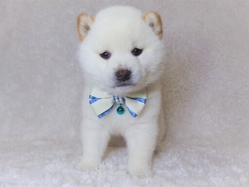 ペットショップstaff 資格不要 カワイイ動物たちに囲まれてお仕事 犬や猫などペットの販売や管理 店舗運営 マネジメント 月給 Uc 矢野口のその他の正社員の求人情報 ペット家族 稲城押立店 ジモティー