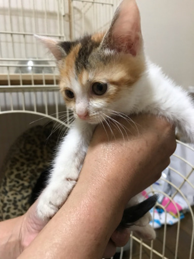 かわいい三毛猫の女の子です ゆず 泉南の猫の里親募集 ジモティー