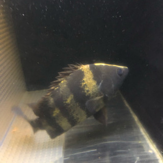 ワイルド  ニューギニアダトニオ
