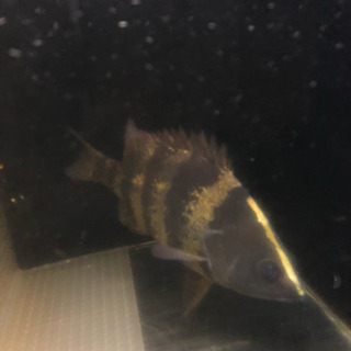 ワイルド  ニューギニアダトニオ