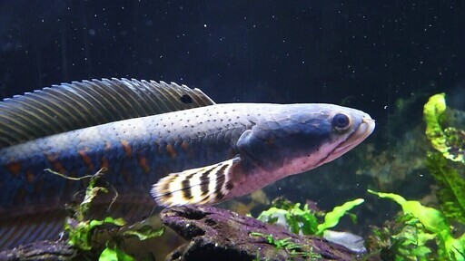 チャンナプルクラスネークヘッド熱帯魚 どんぐり 二子玉川のその他の中古あげます 譲ります ジモティーで不用品の処分