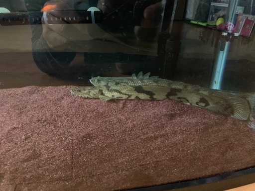 古代魚ポリプテルス