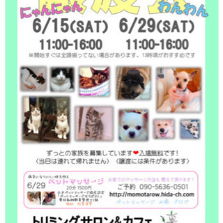 6/15 にゃんにゃん譲渡会