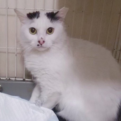 メロンちゃん 6/22(土)里親会参加 (harutyan) 保土ケ谷の猫の里親募集 