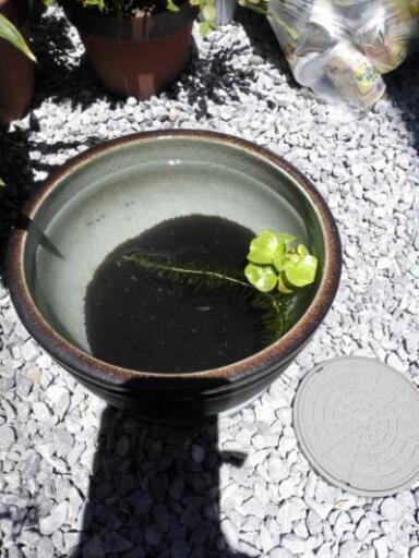 ブランドメダカ、ビオトープセット！
