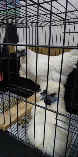 可愛い雌の烏骨鶏2羽 Toto 門真南のその他の里親募集 ジモティー 可愛い雌の烏骨鶏2羽 Toto 門真南のその他の里親募集 ジモティー