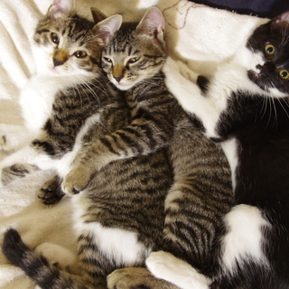 3ヶ月のきじしろ きじとら くろしろ くまねこ 肥後大津の猫の里親募集 ジモティー 3ヶ月のきじしろ きじとら くろしろ くまねこ 肥後大津の猫の里親募集 ジモティー