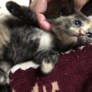 野良猫が産んだ仔猫(2ヶ月)→焦げ茶色 - 猫