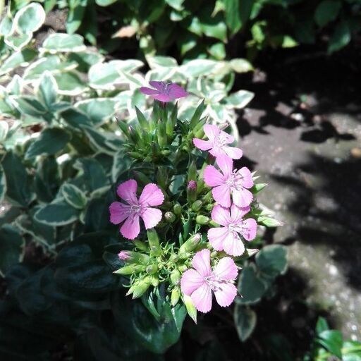 一部取引終了 ムベの庭先 花の苗 2種8 5 で6センチ程度 毎年 こぼれ種でも殖えます ムベ むべなるかな 坂戸のその他の中古あげます 譲ります ジモティーで不用品の処分 一部取引終了 ムベの庭先 花の苗 2種8 5 で6センチ程度 毎年 こぼれ種でも殖えます ムベ むべなるかな 坂戸のその他の中古あげます 譲ります ジモティーで不用品の処分
