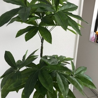 ニトリのパキラ  造花  180センチ  観葉植物