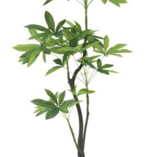 ニトリのパキラ  造花  180センチ  観葉植物