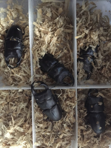オオクワガタ 5ペア
