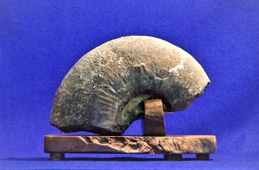 北海道産アンモナイト縫合線化石　5.5ｋｇ