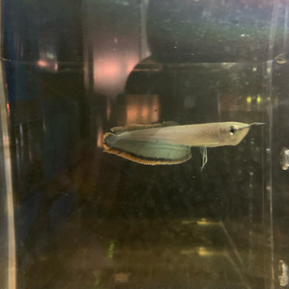 人工飼料餌付け済みブラックアロワナ 2匹セット  熱帯魚 古代魚
