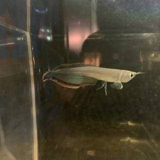 人工飼料餌付け済みブラックアロワナ 2匹セット  熱帯魚 古代魚