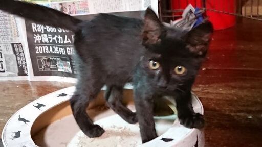 人懐っこい黒猫の子猫里親募集。 (ニャンコっこ) うるまの猫の里親募集 