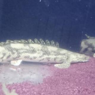 エンドリケリー セミショート 約27㎝