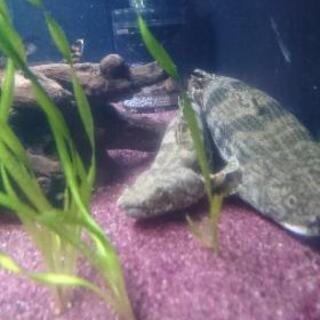 エンドリケリー セミショート 約27㎝