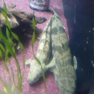 エンドリケリー セミショート 約27㎝