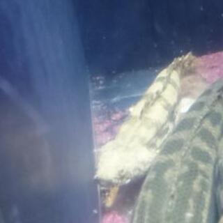 エンドリケリー セミショート 約27㎝