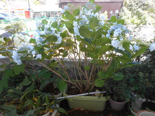 受付中止 アジサイ 紫陽花 墨田の花火 スミダノハナビ プランター入り Pururu 北千住のその他の中古あげます 譲ります ジモティーで不用品の処分