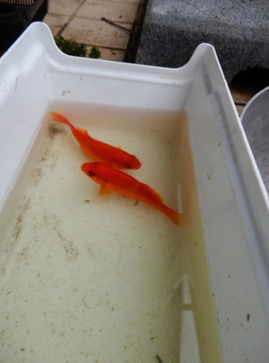 金魚2匹赤色大人3歳ぐらい Norizou 北朝霞のその他の中古あげます 譲ります ジモティーで不用品の処分