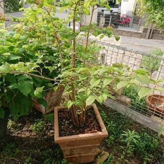 オオデマリの鉢植え