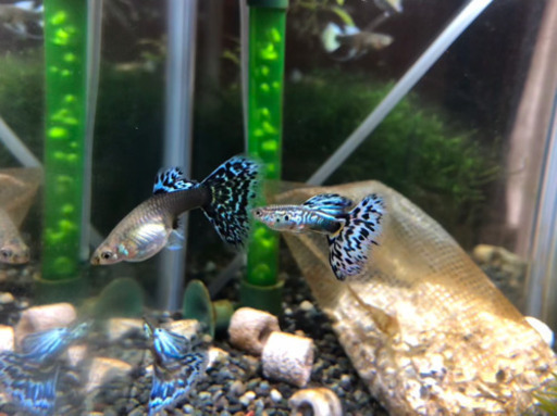 国産グッピー ブルーモザイクタキシードb品 稚魚 Mitsuba 南宇和のその他の中古あげます 譲ります ジモティーで不用品の処分