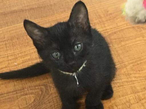 魔女の宅急便のキキのような 可愛い黒猫と白黒 はちわれ の里親募集中 Takachan 佐賀の猫の里親募集 ジモティー