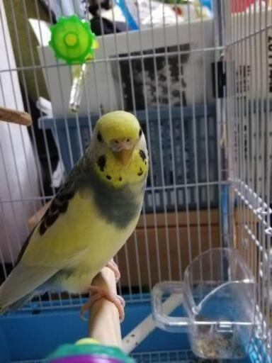 セキセイインコが迷子になりました ちびまま 浦添の手伝って 助けての助け合い ジモティー セキセイインコが迷子になりました ちびまま 浦添の手伝って 助けての助け合い ジモティー