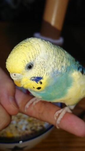 セキセイインコが迷子になりました ちびまま 浦添の手伝って 助けての助け合い ジモティー セキセイインコが迷子になりました ちびまま 浦添の手伝って 助けての助け合い ジモティー