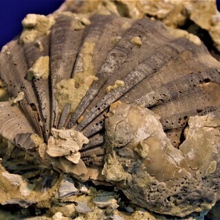 帆立貝化石　重量約5.7ｋｇ　貝類化石群集 帆立貝化石 重量約5.7kg 貝類化石群集