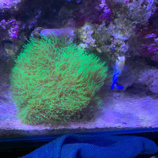 スターポリプ 珊瑚