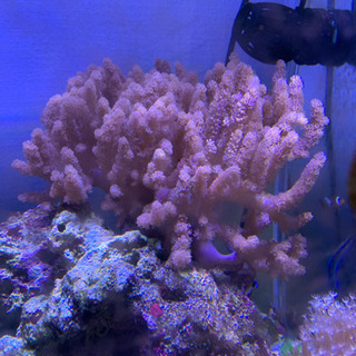 トサカサンゴ 珊瑚