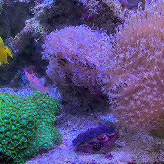 ツツウミヅタ 珊瑚